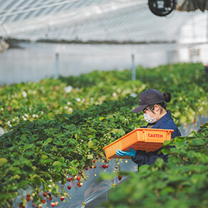 The Strawberry Cultivation Method